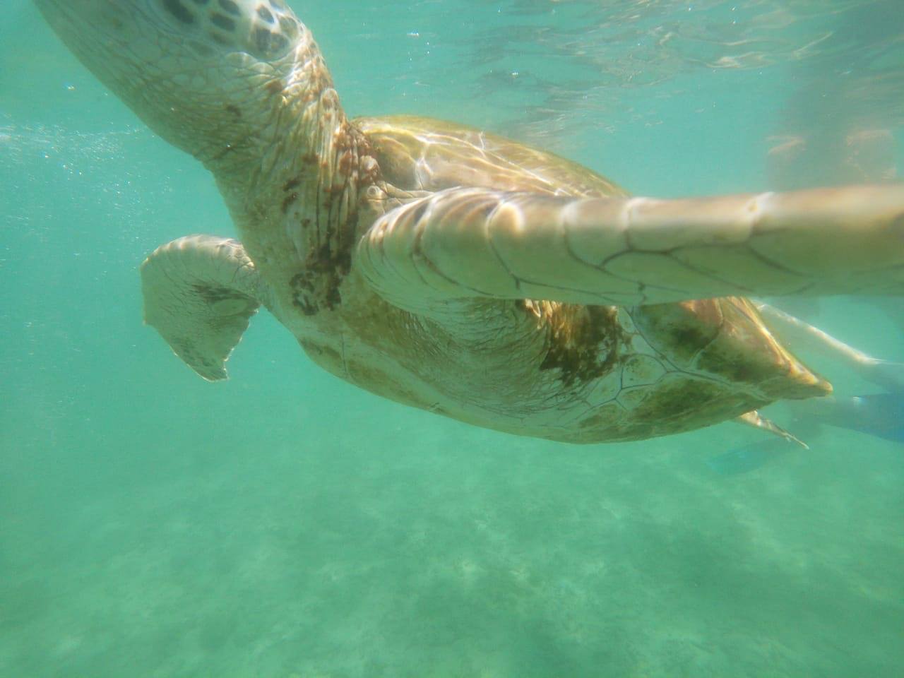 Snorkeling with Turtle Mirissa