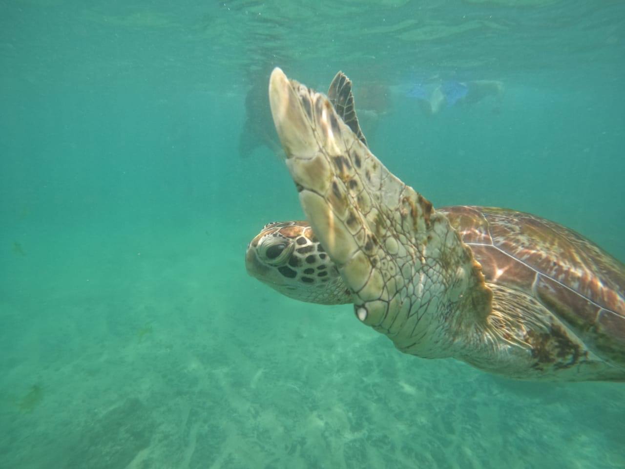 Sea Turtle Flipper Swimming