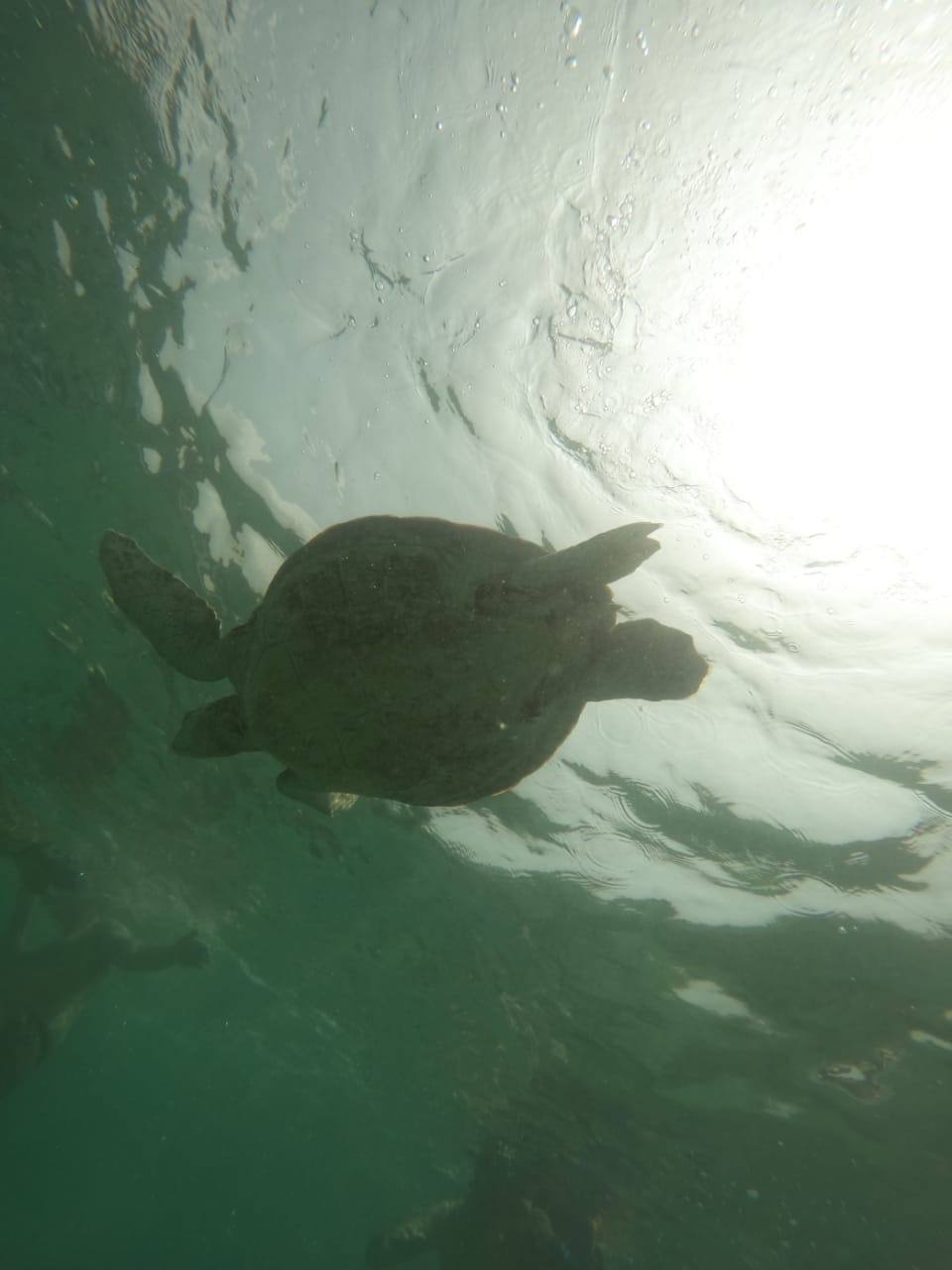 Sea Turtle Beneath Water Surface
