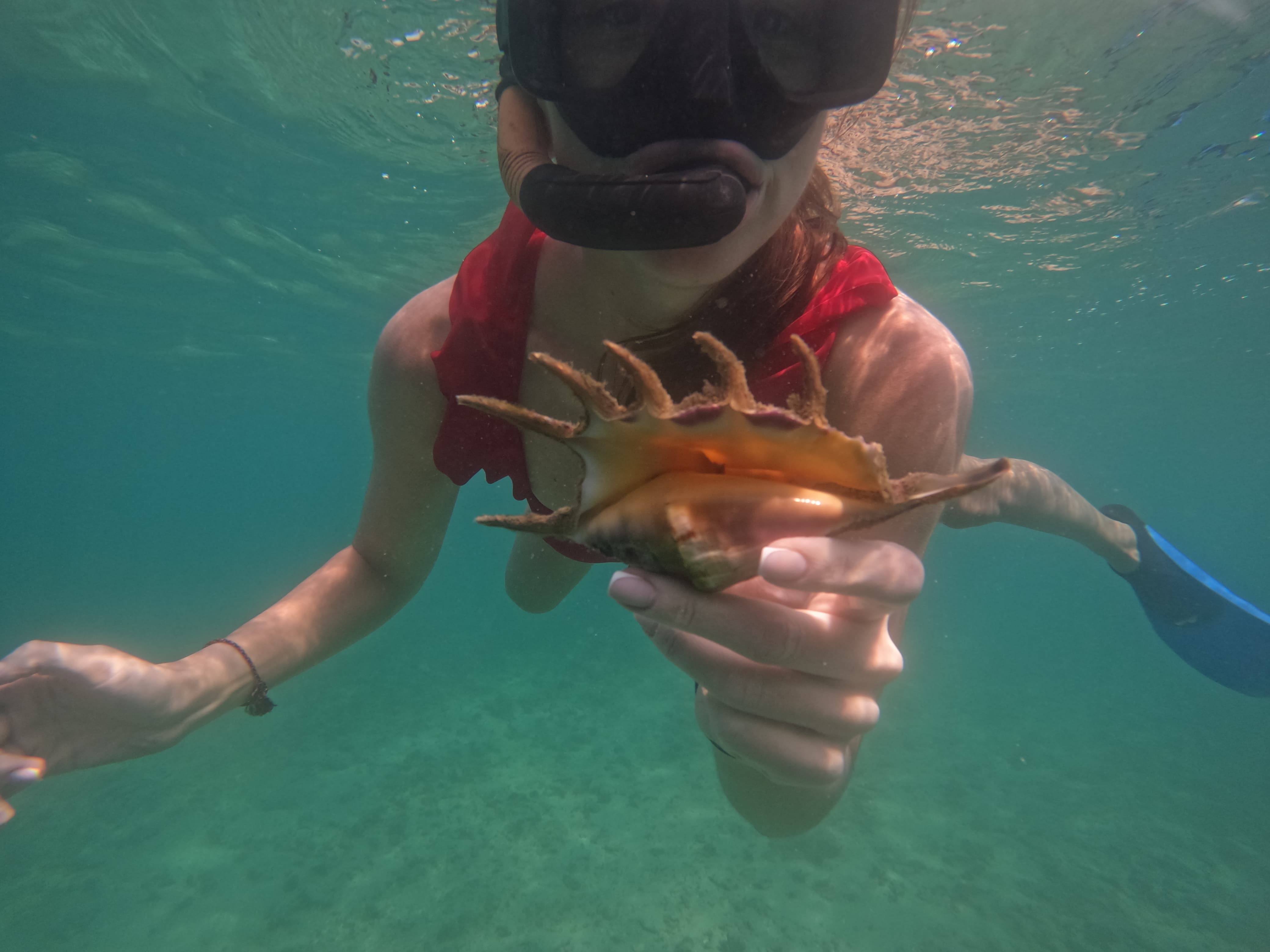 Seashell Discovery Underwater