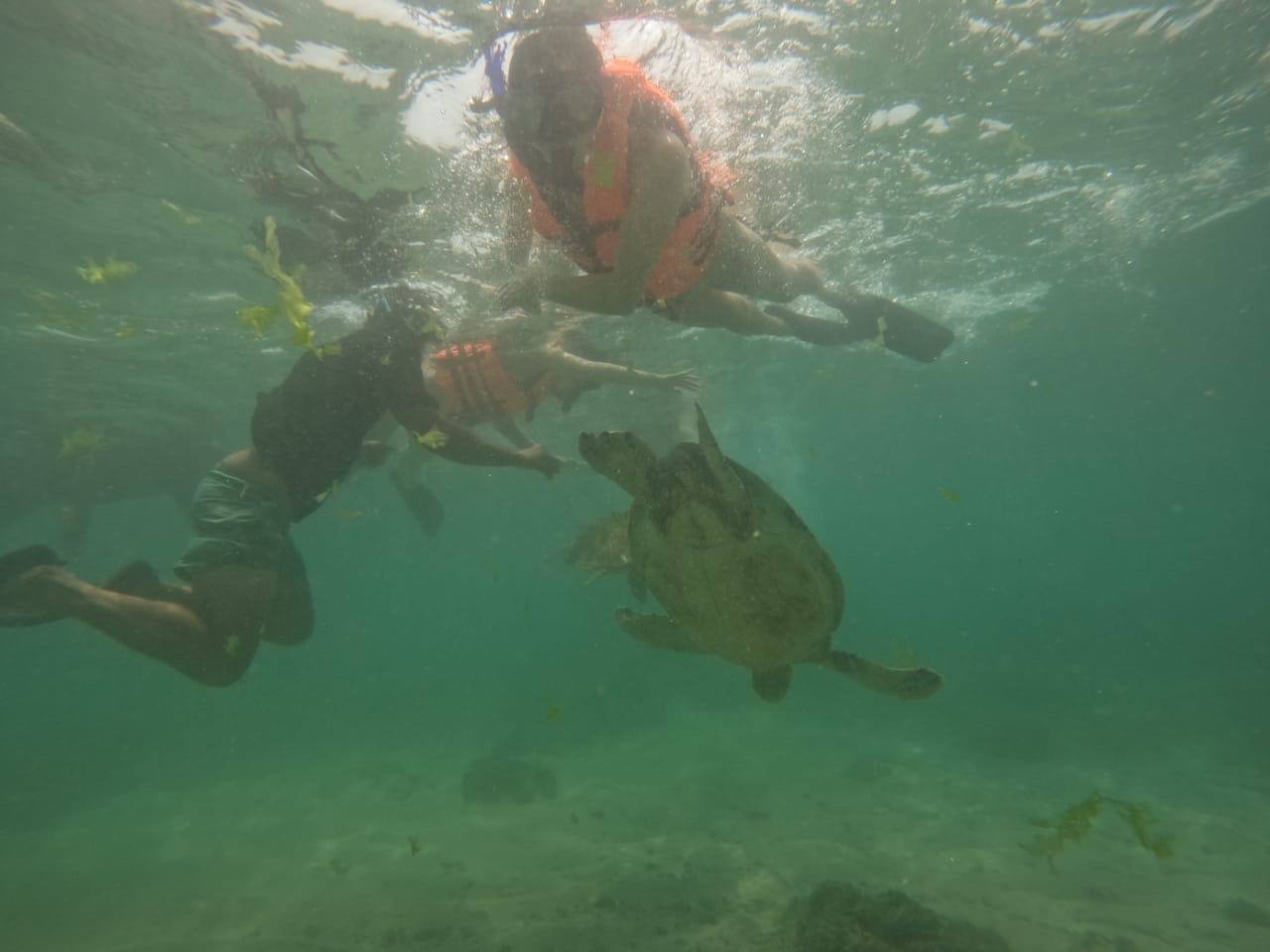Snorkelers Swimming Above Turtle