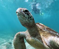 Sea Turtle Head Close-Up Portrait