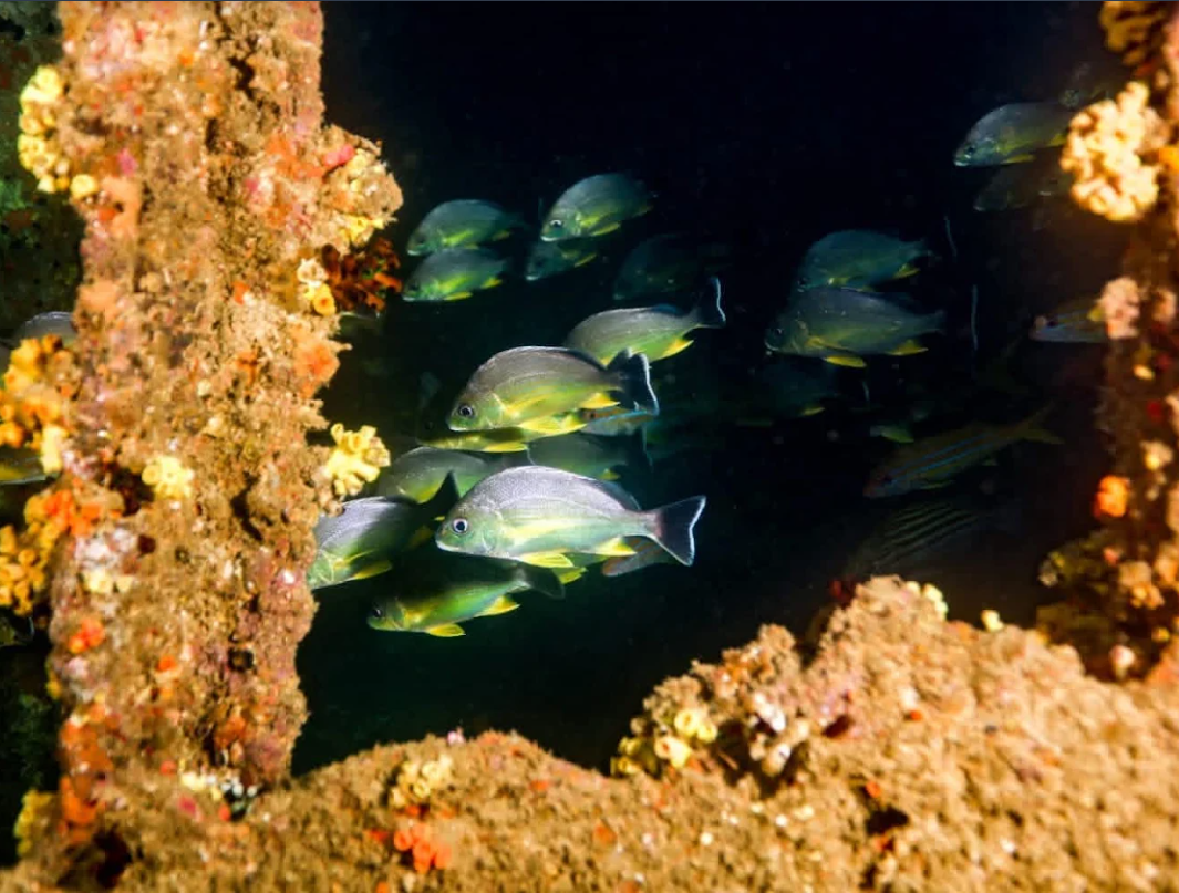 School of Snapper Fish Swimming Through Shipwreck Reef Opening