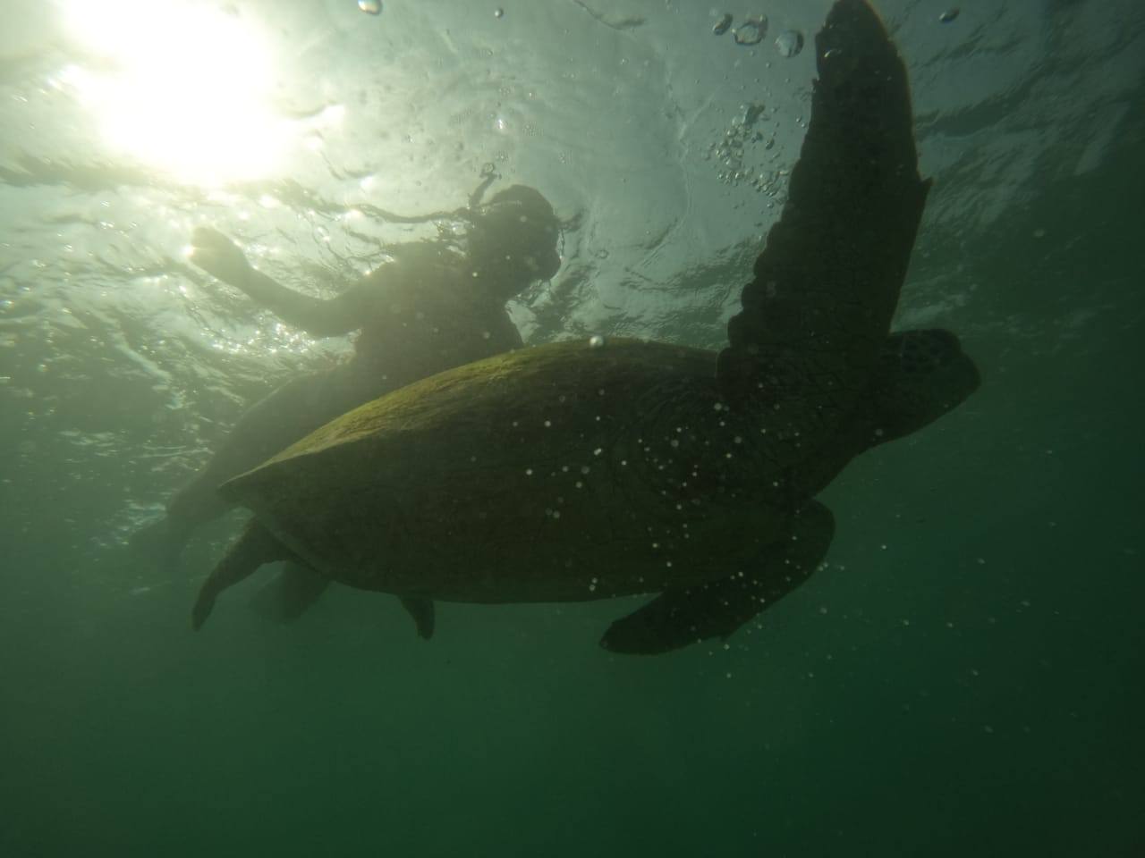 Giant Sea Turtle & Sunlit Snorkeler