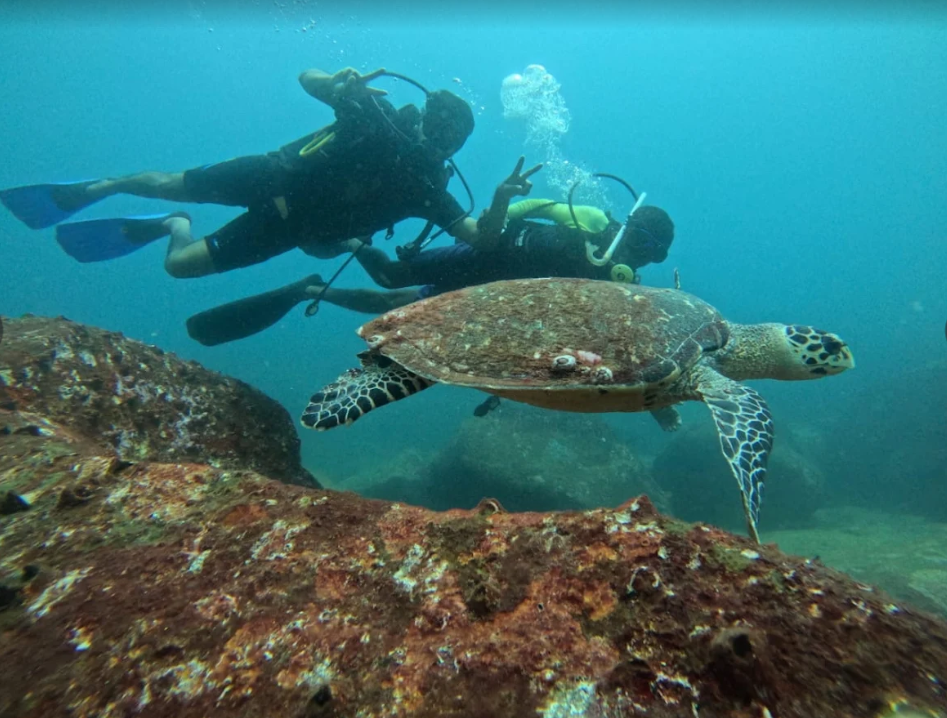 Scuba Divers & Sea Turtle