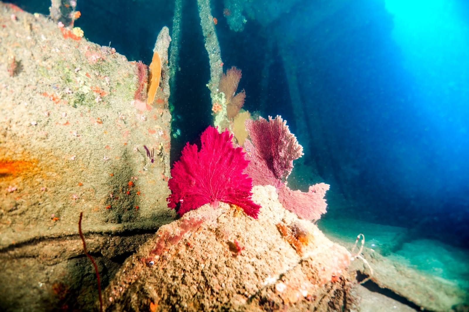 Red Sea Fans & Deep Coral Site