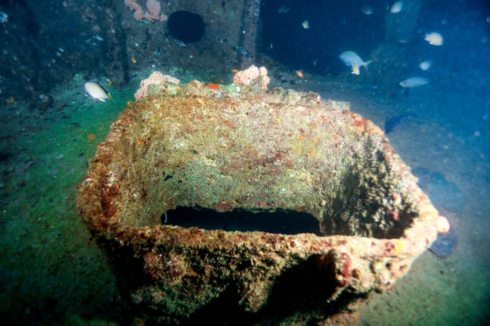 Shipwreck Hatch & Tropical Fish