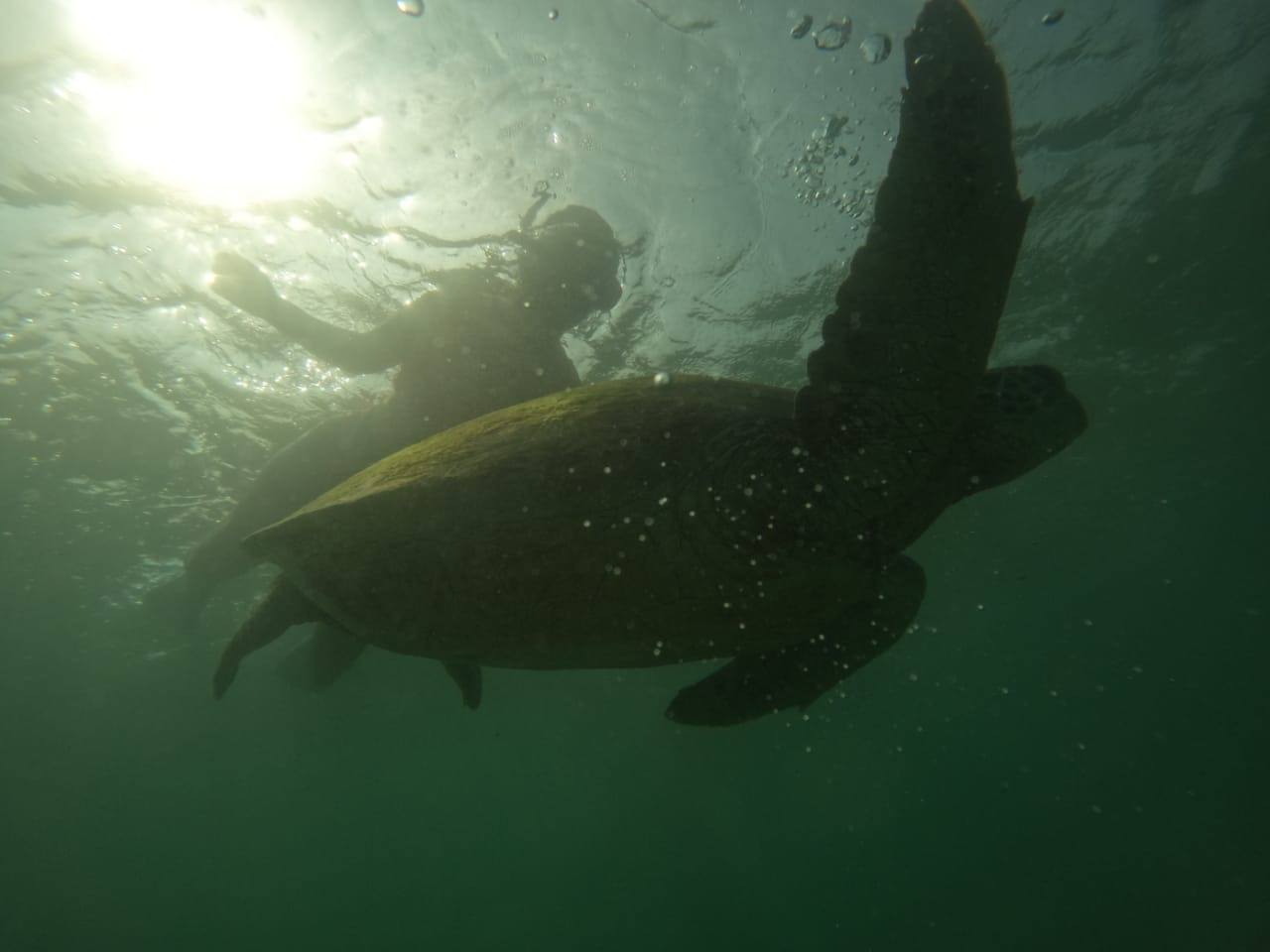 Sea Turtle Silhouette Swimming to Sun