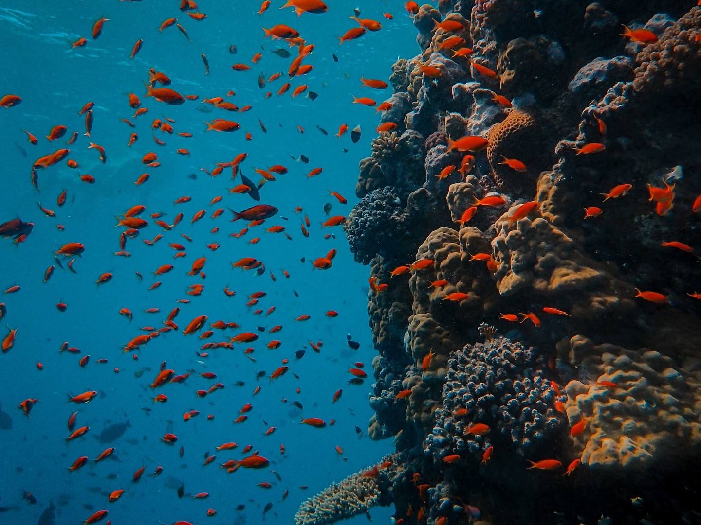 Tropical coral reef fish in Mirissa
