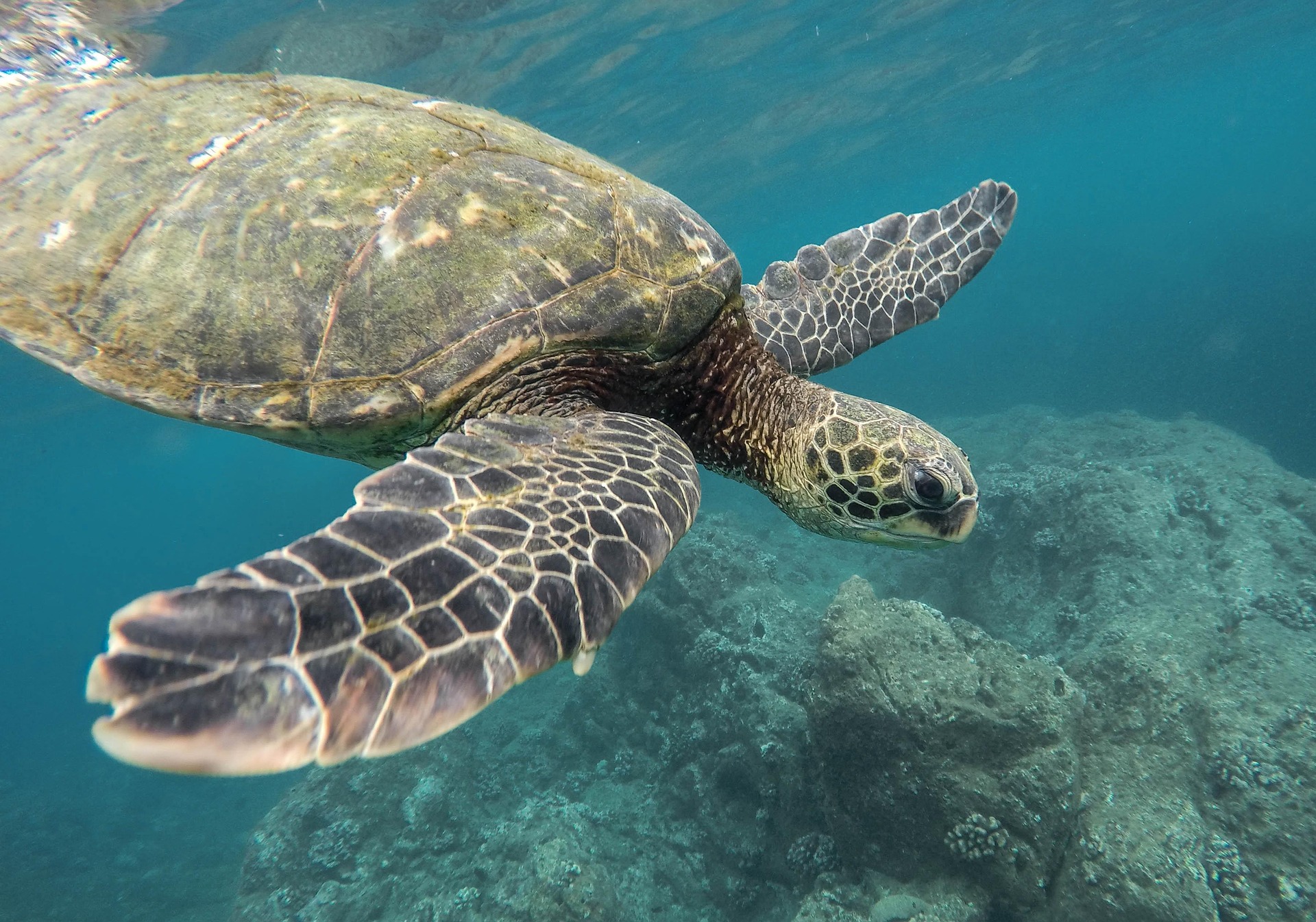 Green Sea Turtle swimming in Mirissa coral bay